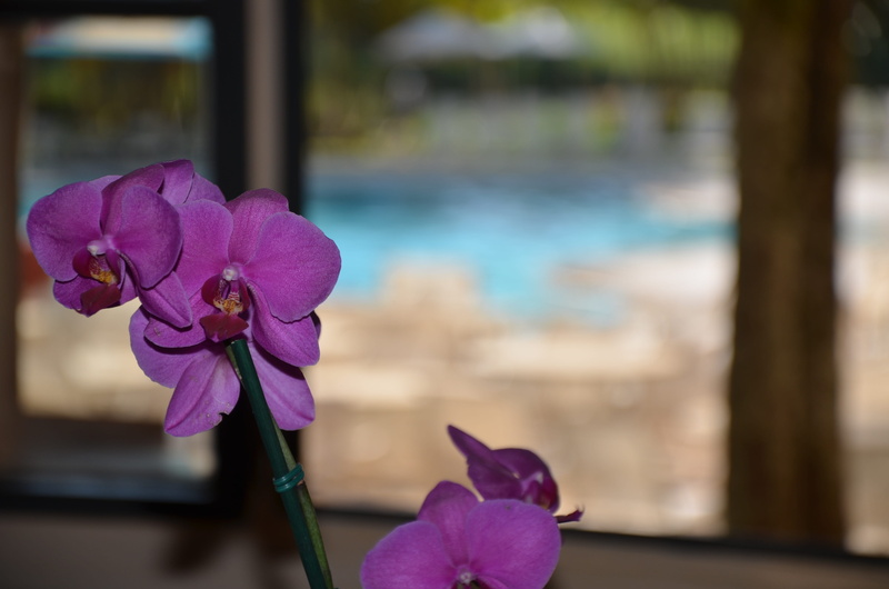 outdoors, petal, vulnerability, focus on foreground, window, day, 4K, no people, orquidea, inflorescence, nature, pink color, flowering plant, water, flower head
