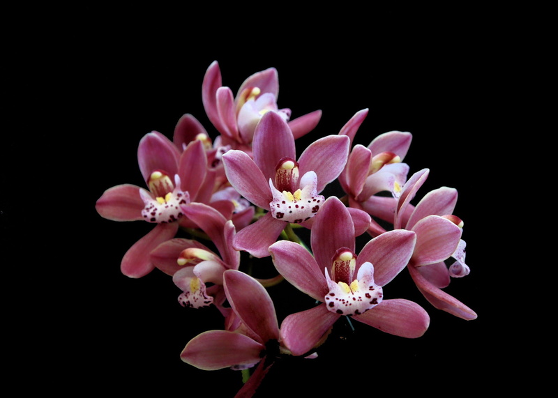isolated On Black, Flower, vulnerability, orquidea, flowering plant, cherry blossom, petal, springtime, macro, bunch of flowers, pollen, 1080P, flowers