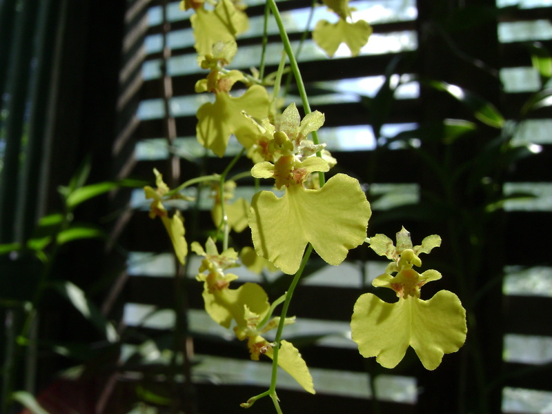 vulnerability, blossom, yellow, growth, 2K, flower, flowering plant, flower head, epidendrum, freshness, beauty in nature, focus on foreground, orquideas