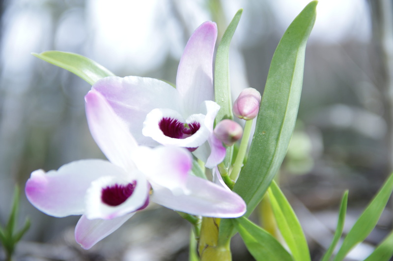 fragility, nature, orquidea, freshness, plant, inflorescence, close-up, flower head, selective focus, outdoors, day, beauty in nature, 5K, petal, no people