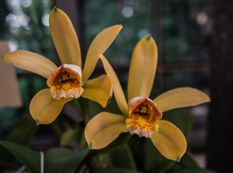 orchidace, cattleya, petal, orquidea, flower, plant, Flowers, inflorescence, vulnerability, freshness, Nature, Orchid, close-up, fragility, cattleyaforbesiiequilab