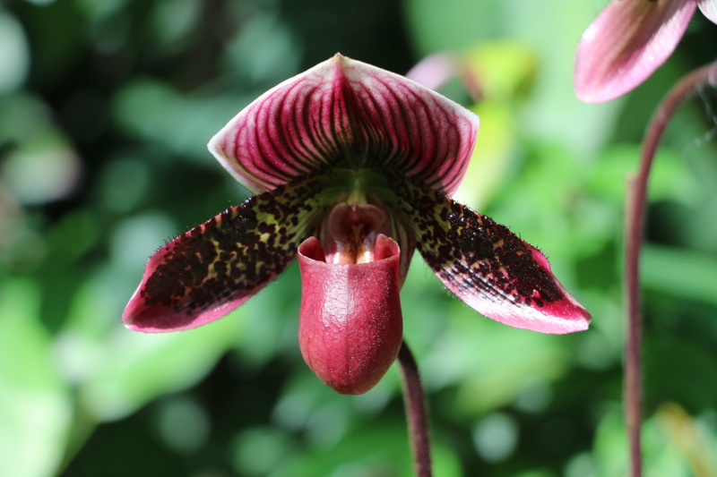 freshness, 5K, growth, pollen, plant stem, focus on foreground, garden, outdoors, orquidea, day, close-up, flower, no people, inflorescence, vulnerability