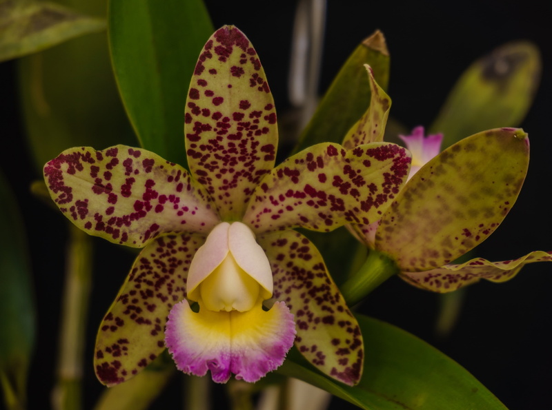 Flowers, spotted, fragility, leopard, petal, flower head, close-up, no people, Orchid, focus on foreground, botany, freshness, vulnerability, snow, plant