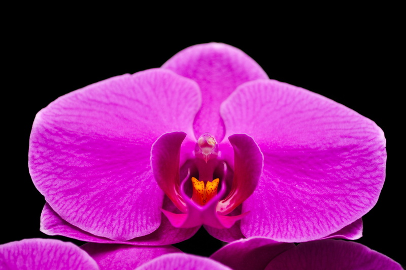 close-up, pollen, beauty in nature, no people, pink color, Flower, black background, fragility, petal, growth, orquidea, flowering plant, 4K, studio shot