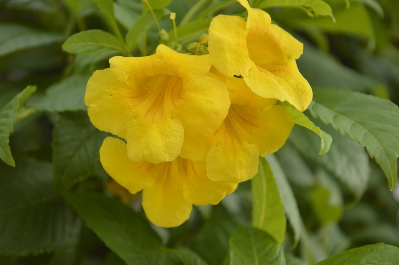 day, live, flowering plant, inflorescence, growth, fragility, leaf, freshness, plant, flower, yellow, orquidea, plant part, blurred, close-up, vulnerability
