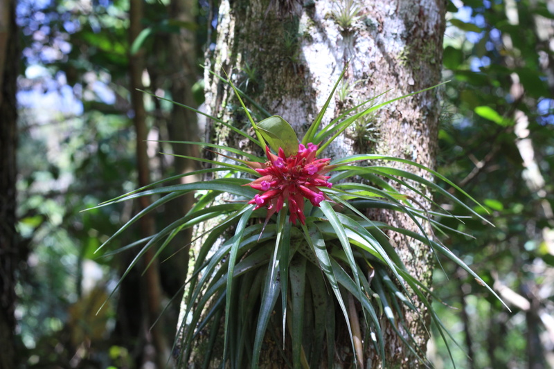 plant, bromelia, orquidea, tree trunk, flowering plant, fragility, trunk, growth, vulnerability, inflorescence, outdoors, day, no people, green color, flower head