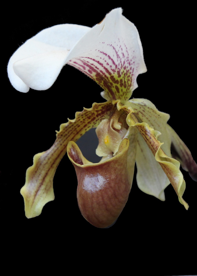 flowering plant, pollen, plant, black background, Slipper, wilted plant, indoors, flower head, no people, vulnerability, white color, orquidea, petal, close-up