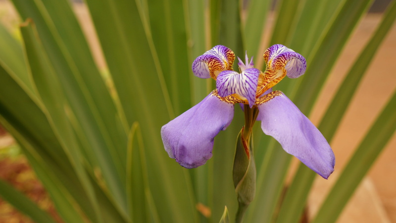 growth, petal, iris, iris - plant, freshness, no people, Plant, inflorescence, purple, day, green color, land, beauty in nature, vulnerability, orquidea