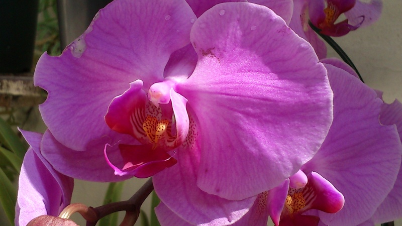 close-up, plant, nature, no people, growth, pink color, fragility, day, pollen, flower, beauty in nature, orquidea, freshness, 2K, vulnerability, purple