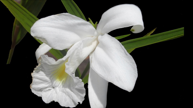 freshness, nature, outdoors, studio shot, no people, black background, spring, 1080P, close-up, white orchid, inflorescence, flowering plant, iris - plant