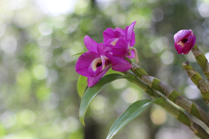 freshness, purple plant, beauty in nature, flower, close-up, fragility, leaf, plant, no people, orquidea, outdoors, nature, bud, petal, pink color, day