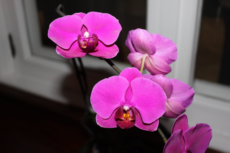 petal, flower head, orquidea, orchid pink, flowering plant, close-up, flower, orchid, indoors, beauty in nature, purple, focus on foreground, fragility