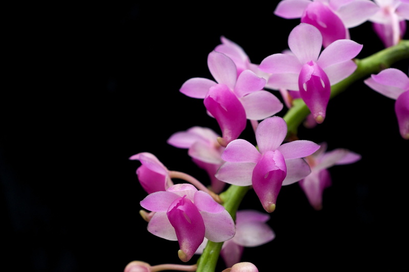 petal, summer, lilac, beauty In Nature, plant, studio shot, macro, vulnerability, nature, botany, blossom, freshness, pink Color, outdoors, no People, exotic