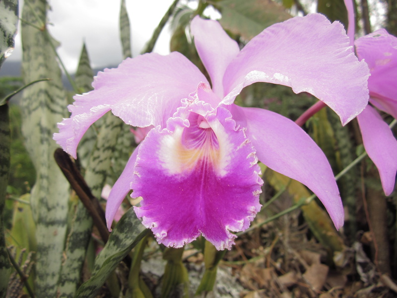 orquidea catleya, inflorescence, plant, no people, vulnerability, flowering plant, Orchid, pink color, Flower, fragility, day, flowers, springtime, focus on foreground