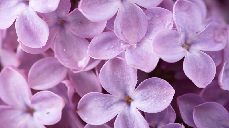 texture, no people, nature, spring, floral, blossom, garden, leaf, flowering plant, bunch of flowers, growth, summer, hydrangea, pattern, freshness, plant