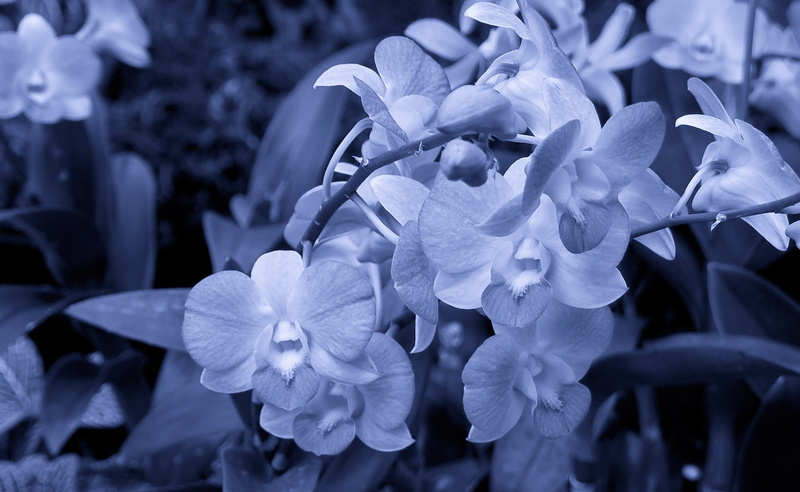 blue, white, bouquet, bunch of flowers, fragility, nature, flower, moth, summer, plant, no People, petal, lilac, inflorescence, flowering plant, drop, purple