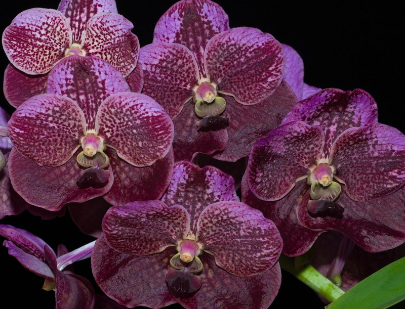 orchids, orchid, flower, branch, flower Head, softness, plant, beauty In Nature, 720P, studio shot, botany, close-up, moth Orchid, inflorescence, fragility