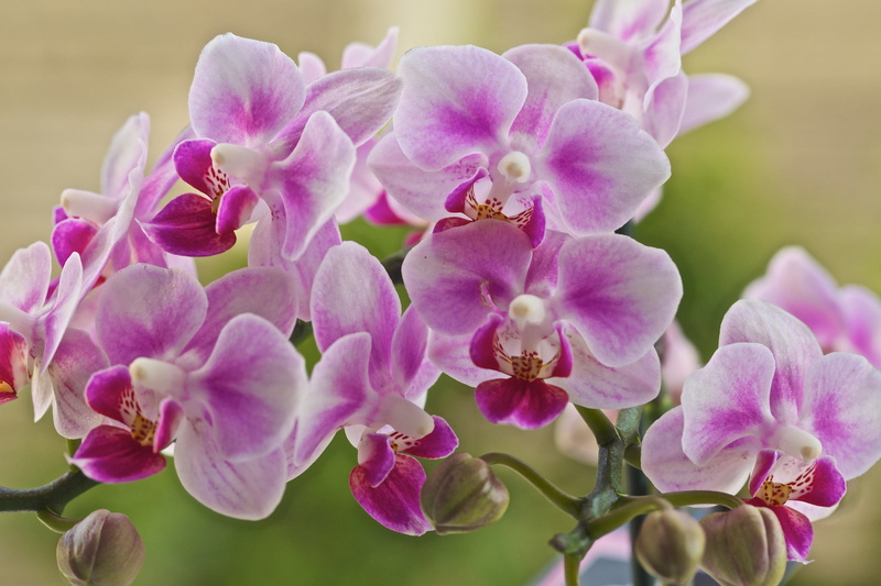 bunch of flowers, plant, outdoors, pink and white, stem, branch, flower Head, lilac, petals, no People, pink Color, season, moth, cherry blossom, botany