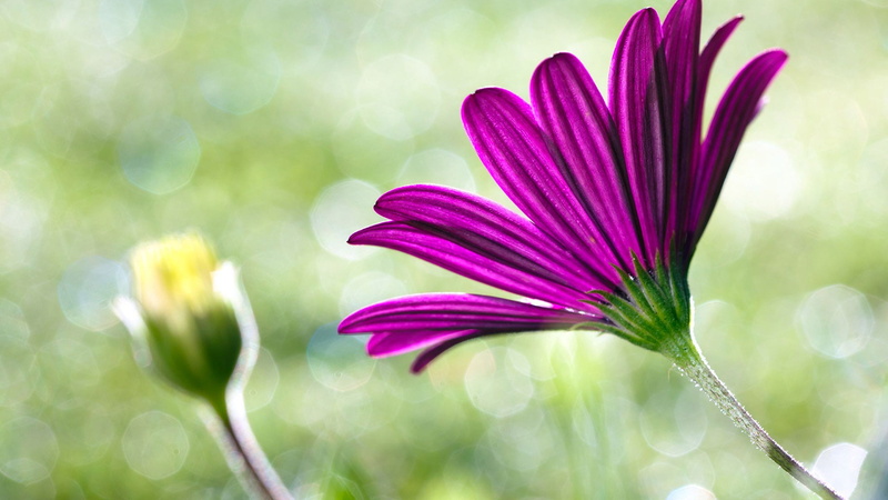 natural, selective focus, focus on foreground, detail, pollen, summer, flora, spring, daisy, love, softness, pink color, design, bloom, color, closeup