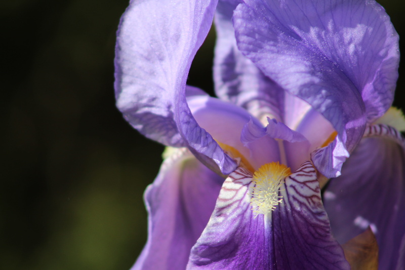 outdoors, lilac, freshness, fragility, flower, petal, orchid, flower head, close-up, 5K, plant, macro, inflorescence, focus on foreground, growth, pollen