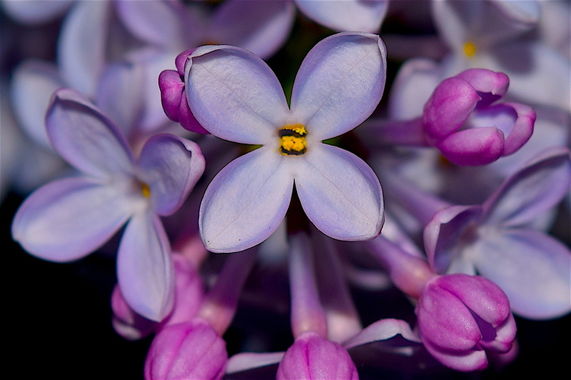 no people, fragility, orchid, syringa, garden, growth, lilac, flowers, pollen, botanical, 1080P, vulnerability, outdoors, inflorescence, leaf, springtime