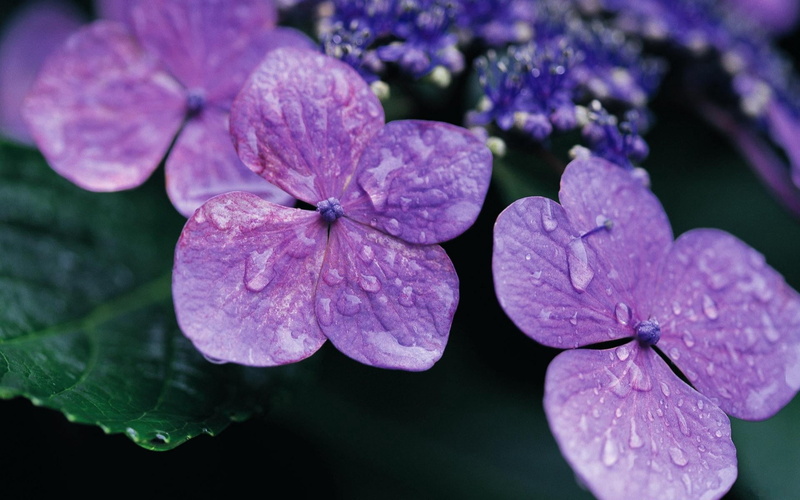 fragility, backgrounds, violet, drop, single Flower, springtime, nature, growth, flowering plant, freshness, 1080P, petal, blossom, close-up, dew, focus on foreground