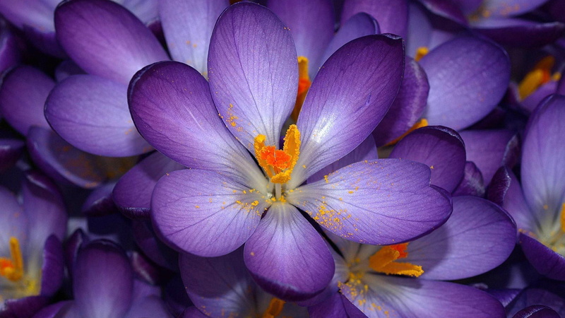 pollen, petals, color, bali, close, flowers, flora, botany, fractal, purple, garden, design, island, digital, leaf, plant, colorful, shape, petal, summer