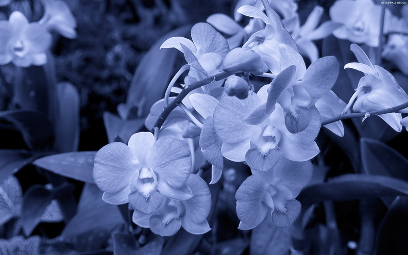 fragility, inflorescence, no People, bouquet, small, selective focus, focus on foreground, light, backgrounds, flower Head, summer, flowering plant