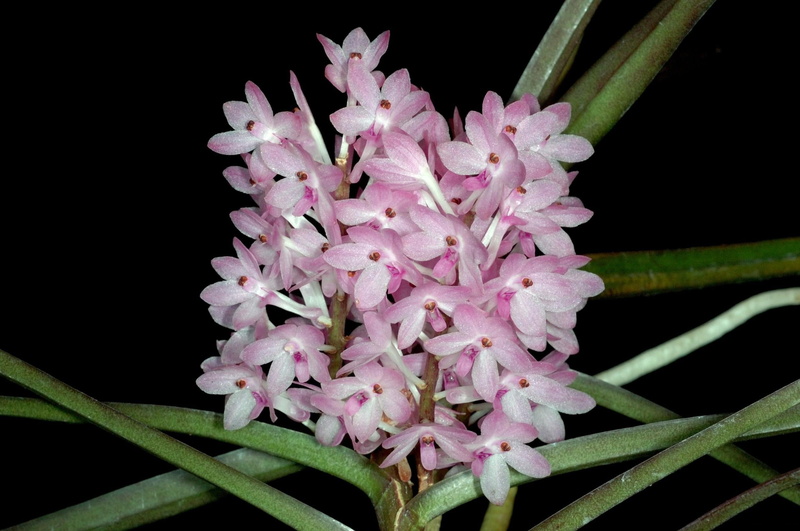 orchid, flowers, summer, 1080P, botany, focus on foreground, black Background, pink Color, flower, petal, blossom, growth, single Flower, no people, green Color