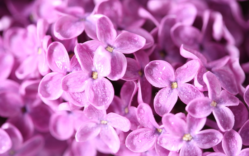 inflorescence, flower, petaled, springtime, plant, no People, macro, vulnerability, bouquet, petal, many, branch, flowering plant, bunch of flowers, purple