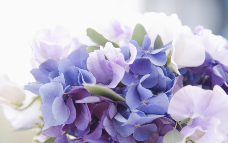 bouquet, color Image, leaf, springtime, pink Color, white, botany, nature, flowers, flower Head, no People, white color, branch, set, lilac, close-up, focus on foreground