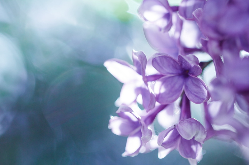 branch, flowering plant, tree, growth, close-up, plant, outdoors, vulnerability, defocused, beauty In Nature, petal, botany, pink Color, blue, color Image