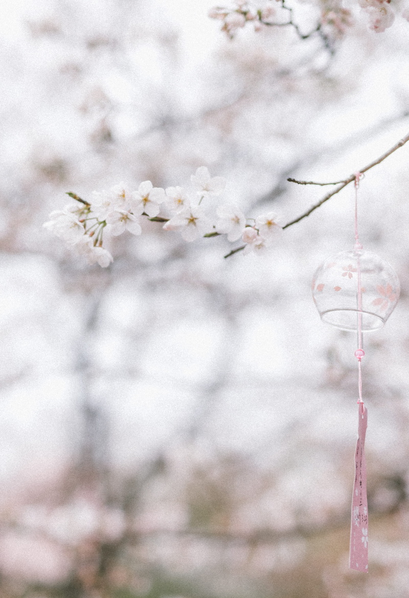 invertebrate, nature, flower head, tick, geranium, 4K, flowering plant, fragility, branch, growth, close-up, springtime, dandelion, petal, plum blossom