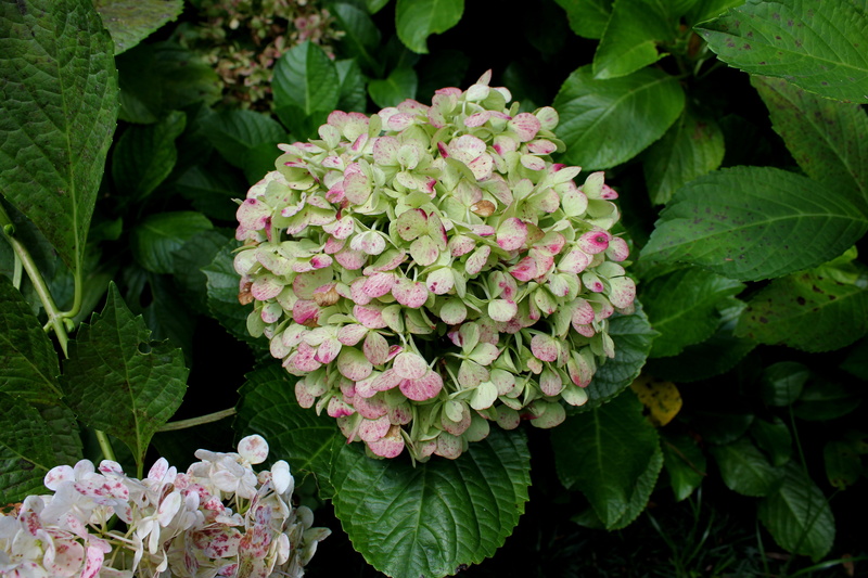 brazil, no people, outdoors, gardening, spring, flowering plant, the greyhound, petal, freshness, green color, colorful, springtime, plant, 5K, day, growth