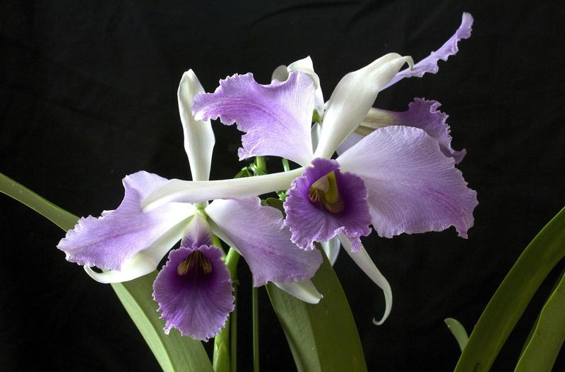 flowering plant, flower, petal, orchids, stem, springtime, summer, exotic, single Flower, black Background, nature, studio shot, beauty In Nature, inflorescence