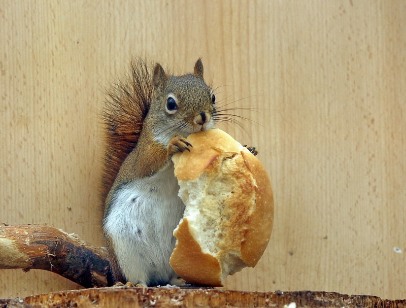 Hmm, close-up, fur, brown, Paradise, gear, Nature, mammal, rodent, fluffy, bread, squirrel, 720P, cute, me, wooden, wildlife, eating, animal, surface