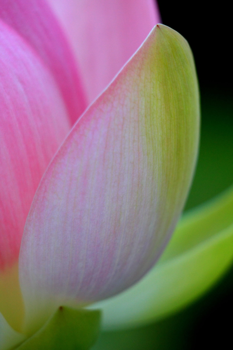 plant, close-up, nature, macro, pink, flower, lotus, flower Head, 1080P, beauty In Nature, petal