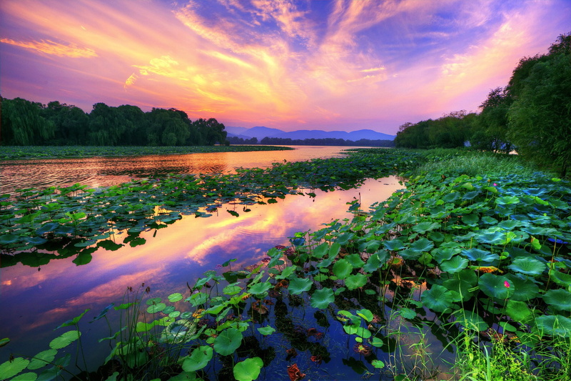 1080P, lotus flowers, landscape, lake, tranquil scene, water, reflection, sunset, sky, growth, cloud - sky, idyllic, tranquility, beauty in nature, tree