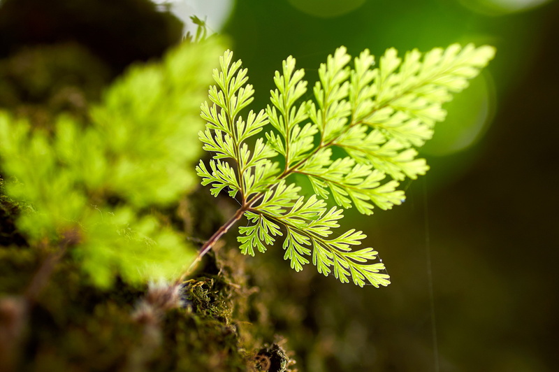 shift lens, green Color, Natural Light, Capture One, Japan, generations, plant, shift, summer, green, green leaf, growth, Its All About, nature, Aperture