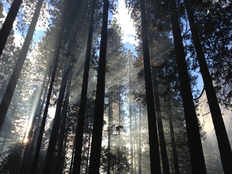 outdoors, no People, low-angle, sunlight, fog, beauty in nature, gray, sunrise, clouds, low angle view, leaf, light - Natural Phenomenon, pine tree, green Color
