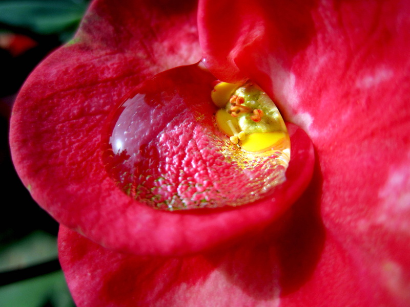 rain drop, petal, close-up, freshness, drop, 4K, flower  Flower, flower, red, macro, plant, pink Color, Nature, drop in, rain, petaled