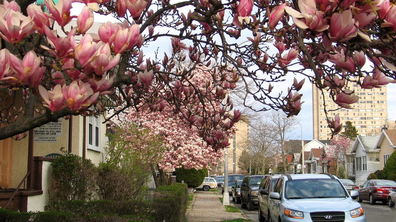 city, season, blossom, urban Scene, architecture, cherry blossom, 1080P, freshness, flower, fe, springtime, street, hyundai, spring, mode of transportation