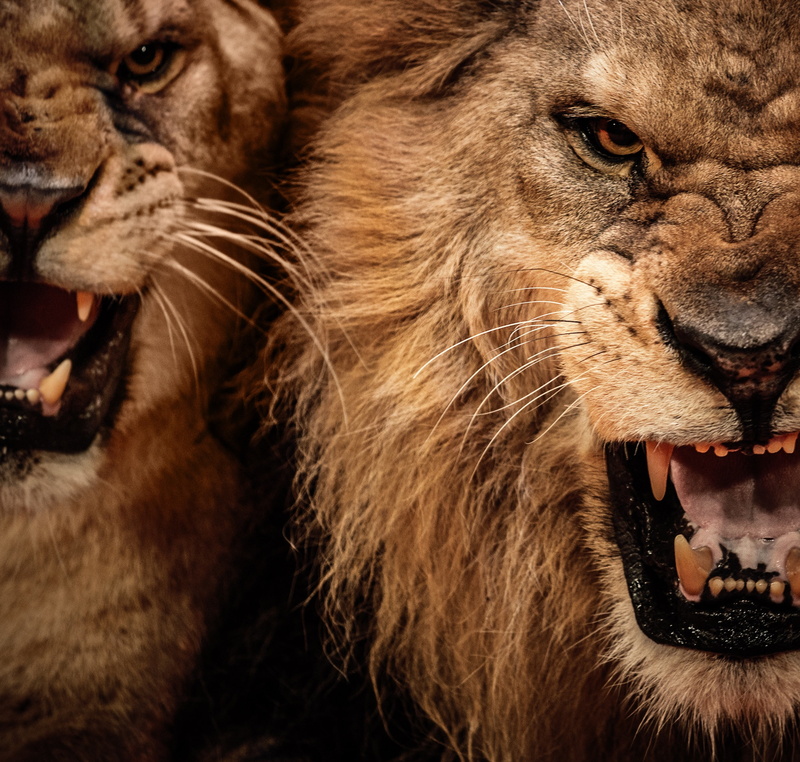 predator, fe, LION, 2K, cat