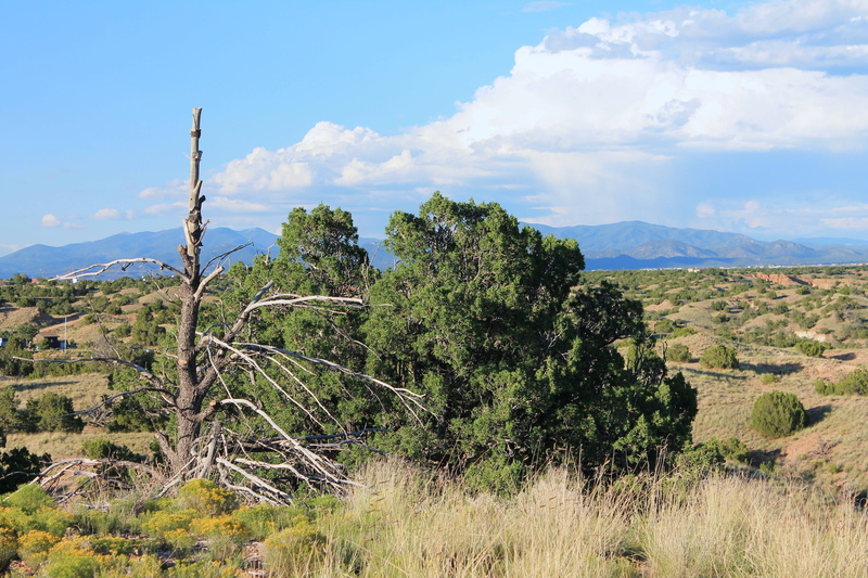 green color, beauty in nature, sagebrush, juniper, scenics - nature, remote, santa fe, land, tree, sky, New Mexico, natural beauty, dead tree, scenic, nature