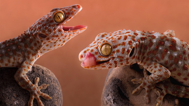 animal head, animal wildlife, mouth open, macro photography, wildlife, gecko, reptile, tokay gecko, nature, two animals, close up, animals in the wild
