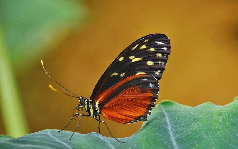 animal themes, animal markings, animal body part, beauty In Nature, brown, animal Wing, leaf, nature, close-up, one animal, pollination, animals in the wild
