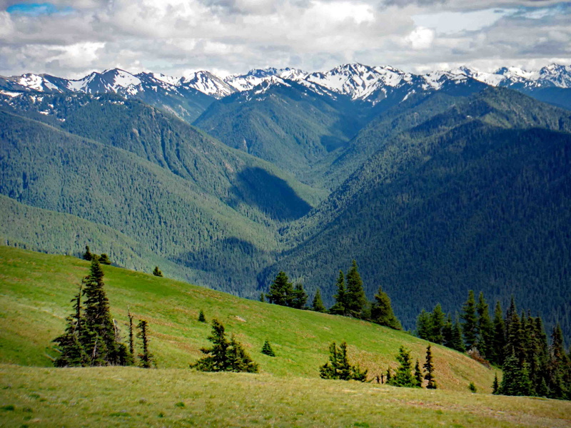 olympic, park, summer, landscape, meadow, tree, range, national, green Color, snow  mountains, grass, trees, nature, outdoors, Olympic National Park, forest