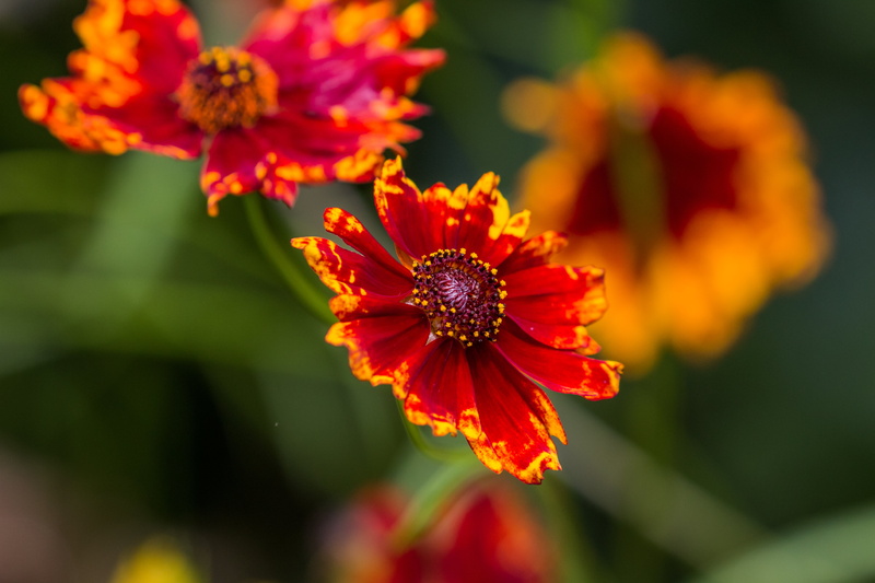 attack, Nature, Fantastic, close-up photography, Natur, 5K, Beauty, nothing_else, close, EOS, flower, petal, petaled, close-up, red, color, yellow, canon