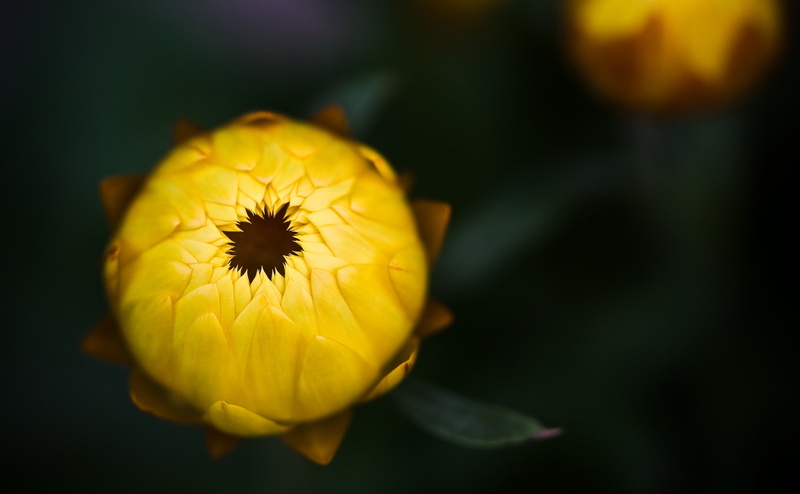 flower, GoldenEverlasting, petal, inflorescence, selective focus, day, flower head, growth, plant, no people, Aero, vulnerability, 4K, flowering plant