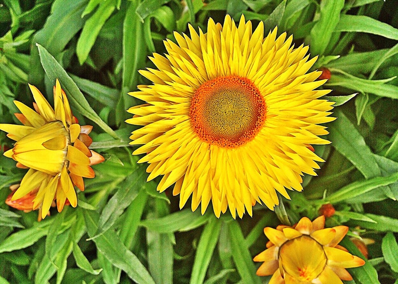 beauty in nature, close-up, yellow, petal, nature, strawflower, gazania, vulnerability, plant, flowering plant, 2K, sunflower, fragility, green color